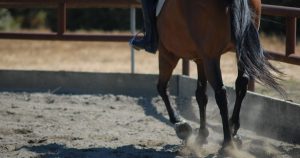 A horse and rider, riding along a training track near Wichita, KS