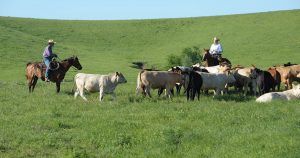 A group of cowboys running a herd of cattle near Wichita, KS